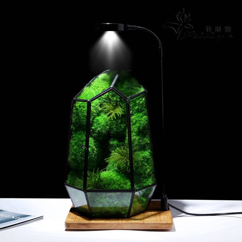 Wholesale Moss Decorative Accents That Instantly Transform Any Space